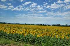IMG-20220627-WA0028
